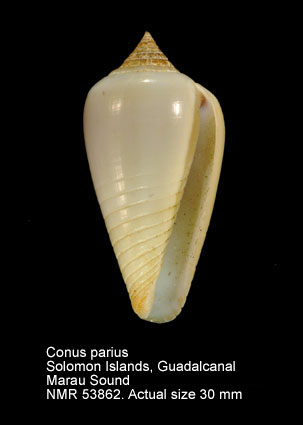 Conus parius.jpg - Conus pariusReeve,1844